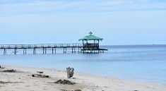 Ilustrasi kodal kucing mati
