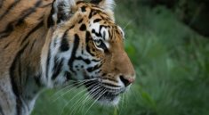 Ilustrasi seher tiger ov 150 diameter berapa